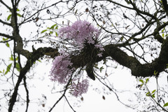 (c) Wang.QG, some rights reserved (CC BY) Dendrobium wilsonii, photograph (c) Wang.QG, some rights reserved (CC BY)