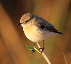 Ficedula westermanni