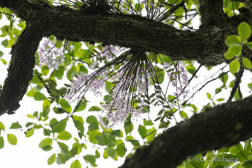 Dendrobium wilsonii, photograph 2