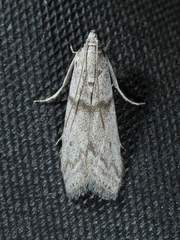 Myelopsis alatella