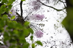 (c) Wang.QG, some rights reserved (CC BY) Dendrobium wilsonii, photograph (c) Wang.QG, some rights reserved (CC BY)