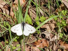 Pieris marginalis venosa