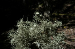 Usnea florida