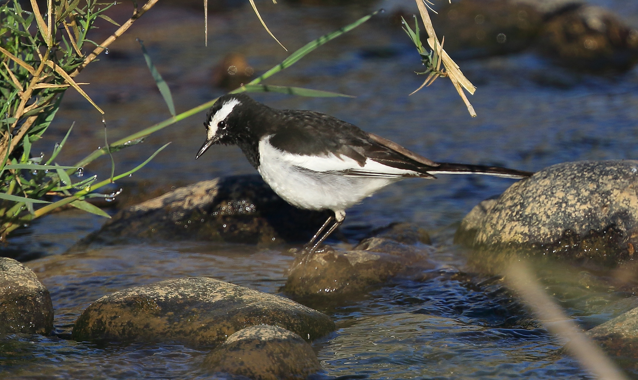 White-browed Wagtail