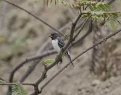 Sporophila telasco