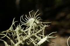Usnea florida