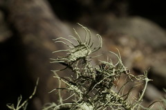 Usnea florida