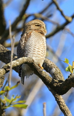 Glaucidium radiatum