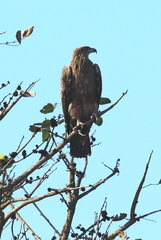 Haliaeetus leucoryphus