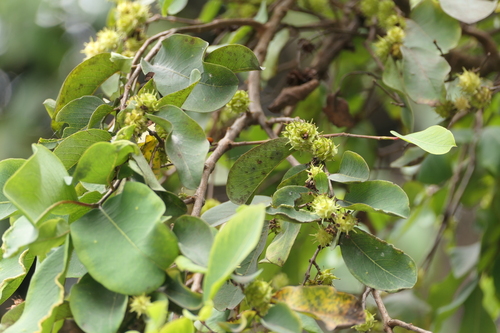 Terminalia anogeissiana, photograph 5