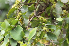 Terminalia anogeissiana, photograph (c) Dinesh Valke, some rights reserved (CC BY-SA)