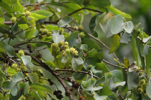 Terminalia anogeissiana, photograph 6