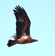 Haliaeetus leucoryphus