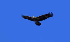 Haliaeetus leucoryphus