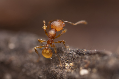 Pheidole variabilisPheidole variabilis