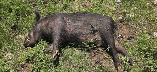 Wild Boar