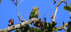 Psilopogon lineatus