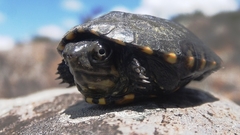 Kinosternon hirtipes murrayi