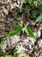 Trillium lancifolium