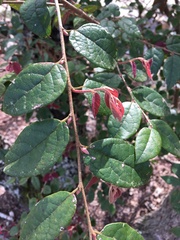 Loropetalum chinense