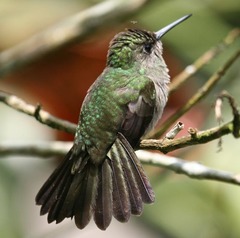 Eupetomena cirrochloris