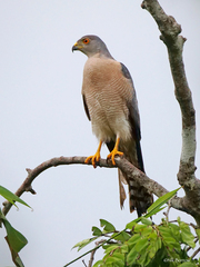 Accipiter badius sphenurus