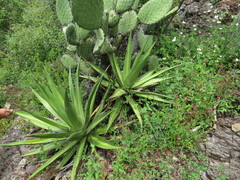 Agave angustiarum