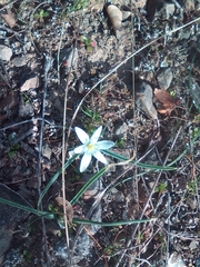 Ornithogalum fimbriatum