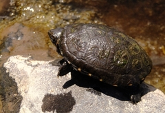 Kinosternon hirtipes murrayi