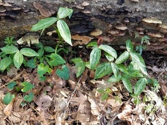 Trillium lancifolium