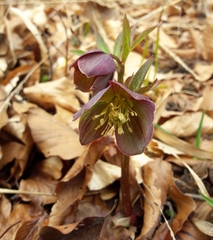 Helleborus atrorubens