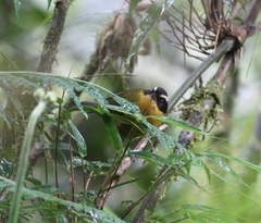 Kleinothraupis atropileus