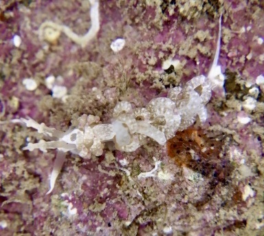 Favorinus japonicus