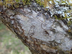 Buellia griseovirens