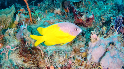 Bicolor scalyfin (Parma bicolor) — Pomacentridae