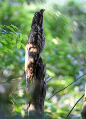 Nyctibius aethereus