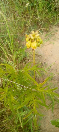 Polynesian Arrowroot