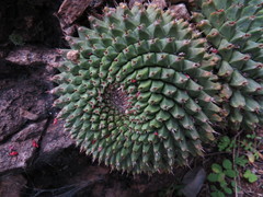 Mammillaria mystax