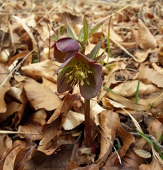 Helleborus atrorubens