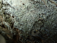 Buellia griseovirens