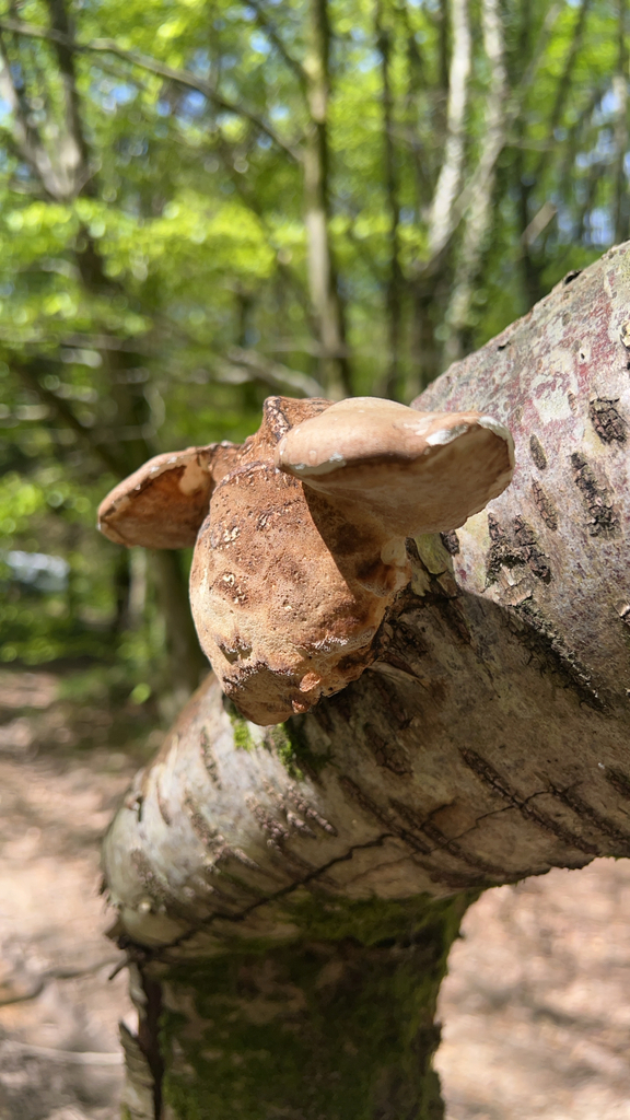 Fomitopsis betulina · April 2026 · photo: © lukeisafungi (iNaturalist, cc-by)