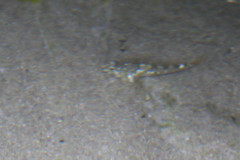 Oligocottus maculosus