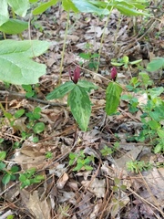 Trillium lancifolium