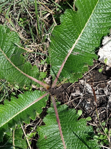 Berkheya radula, photograph 1