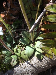 Micranthes virginiensis