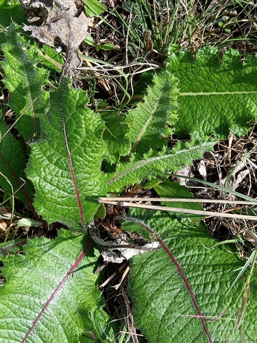 Berkheya radula, photograph 2