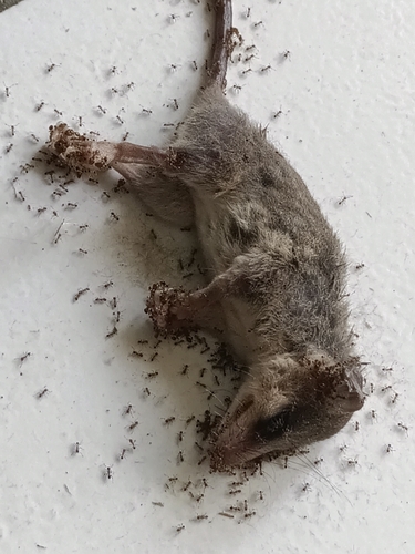 Linnaeus's Mouse Opossum