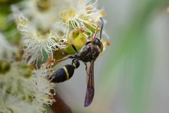 Australozethus tasmaniensis