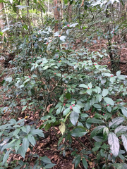 Psychotria nuda