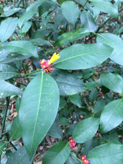 Psychotria nuda